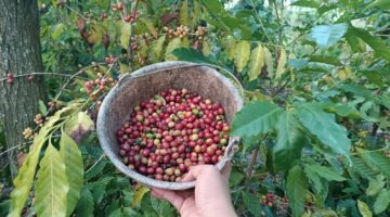 Amaq Rasip Sukses Kembangkan Kebun Kopi di Segala Anyar, Jadi Inspirasi Petani Lokal